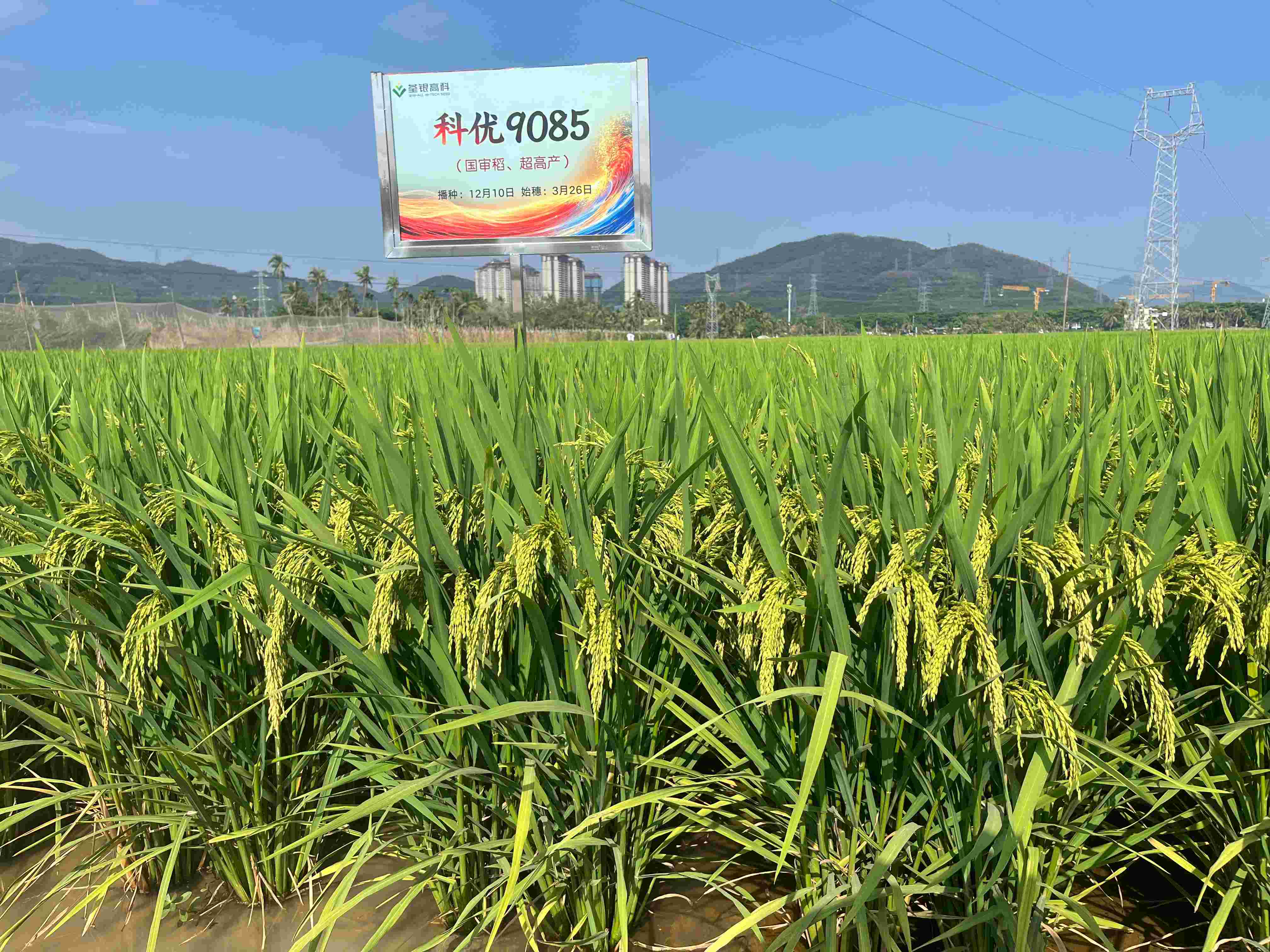 科優9085 (2).jpg 科優9085 (2).jpg